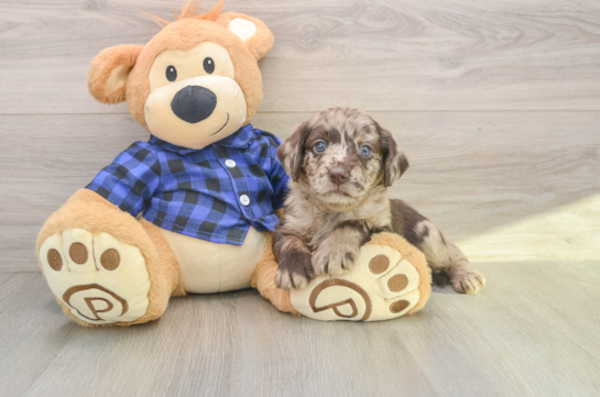 Smart Mini Labradoodle Poodle Mix Pup