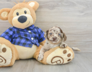 8 week old Mini Labradoodle Puppy For Sale - Simply Southern Pups