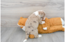 Mini Labradoodle Pup Being Cute