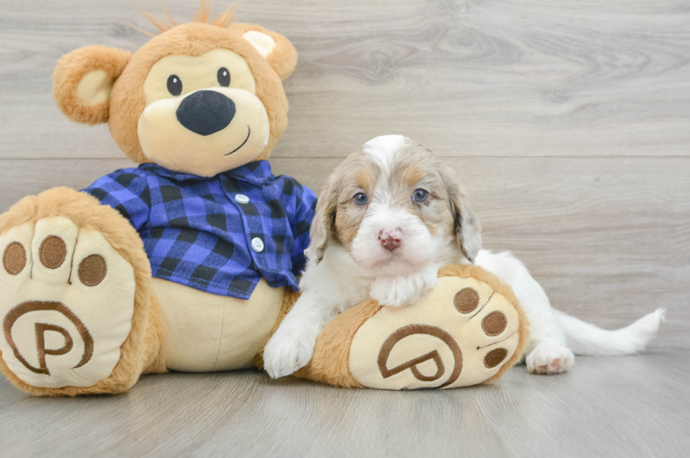 6 week old Mini Labradoodle Puppy For Sale - Simply Southern Pups