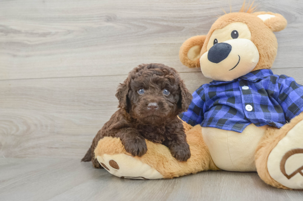 6 week old Mini Labradoodle Puppy For Sale - Simply Southern Pups