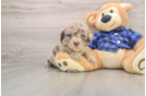 Mini Labradoodle Pup Being Cute