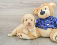 7 week old Mini Labradoodle Puppy For Sale - Simply Southern Pups