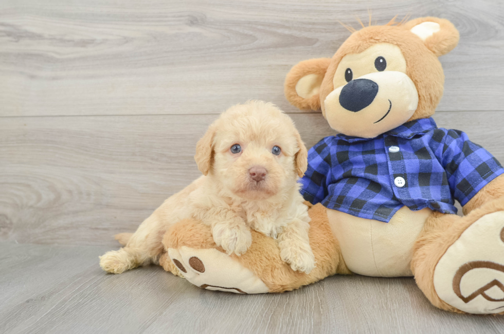 6 week old Mini Labradoodle Puppy For Sale - Simply Southern Pups