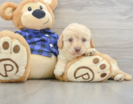 7 week old Mini Labradoodle Puppy For Sale - Simply Southern Pups