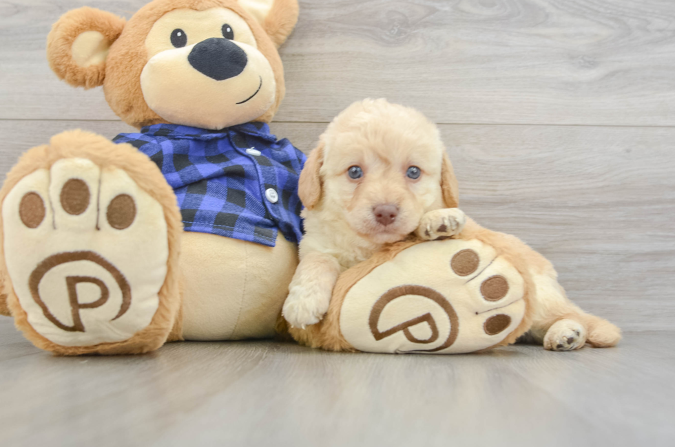 6 week old Mini Labradoodle Puppy For Sale - Simply Southern Pups