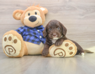 5 week old Mini Labradoodle Puppy For Sale - Simply Southern Pups