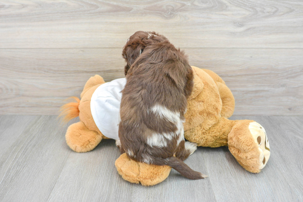 Cute Mini Labradoodle Story: 5lb 9oz Doodle Puppy