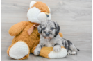 Smart Mini Labradoodle Poodle Mix Pup