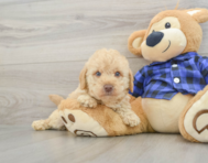 8 week old Mini Labradoodle Puppy For Sale - Simply Southern Pups