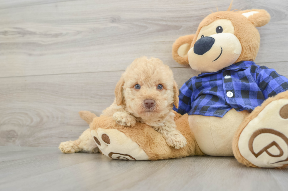 6 week old Mini Labradoodle Puppy For Sale - Simply Southern Pups