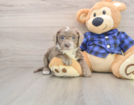 8 week old Mini Labradoodle Puppy For Sale - Simply Southern Pups