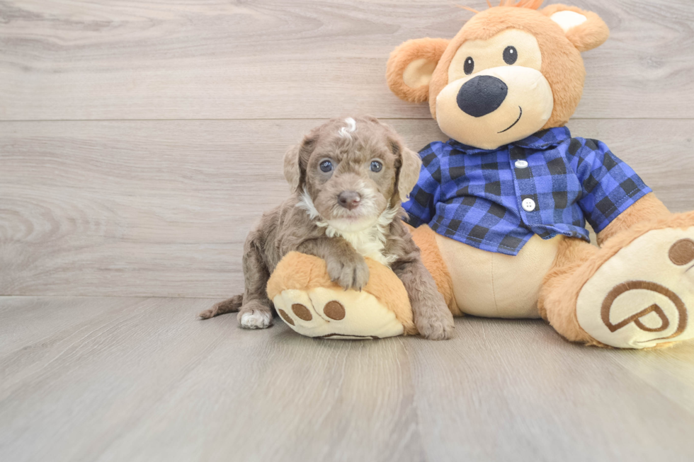 Small Mini Labradoodle Baby