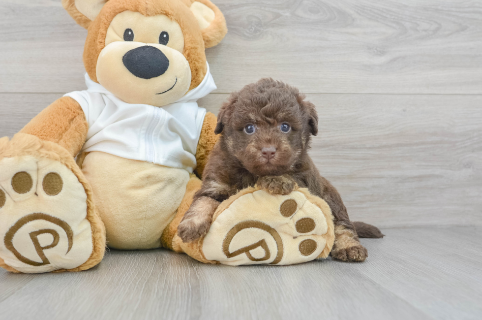 6 week old Mini Labradoodle Puppy For Sale - Simply Southern Pups