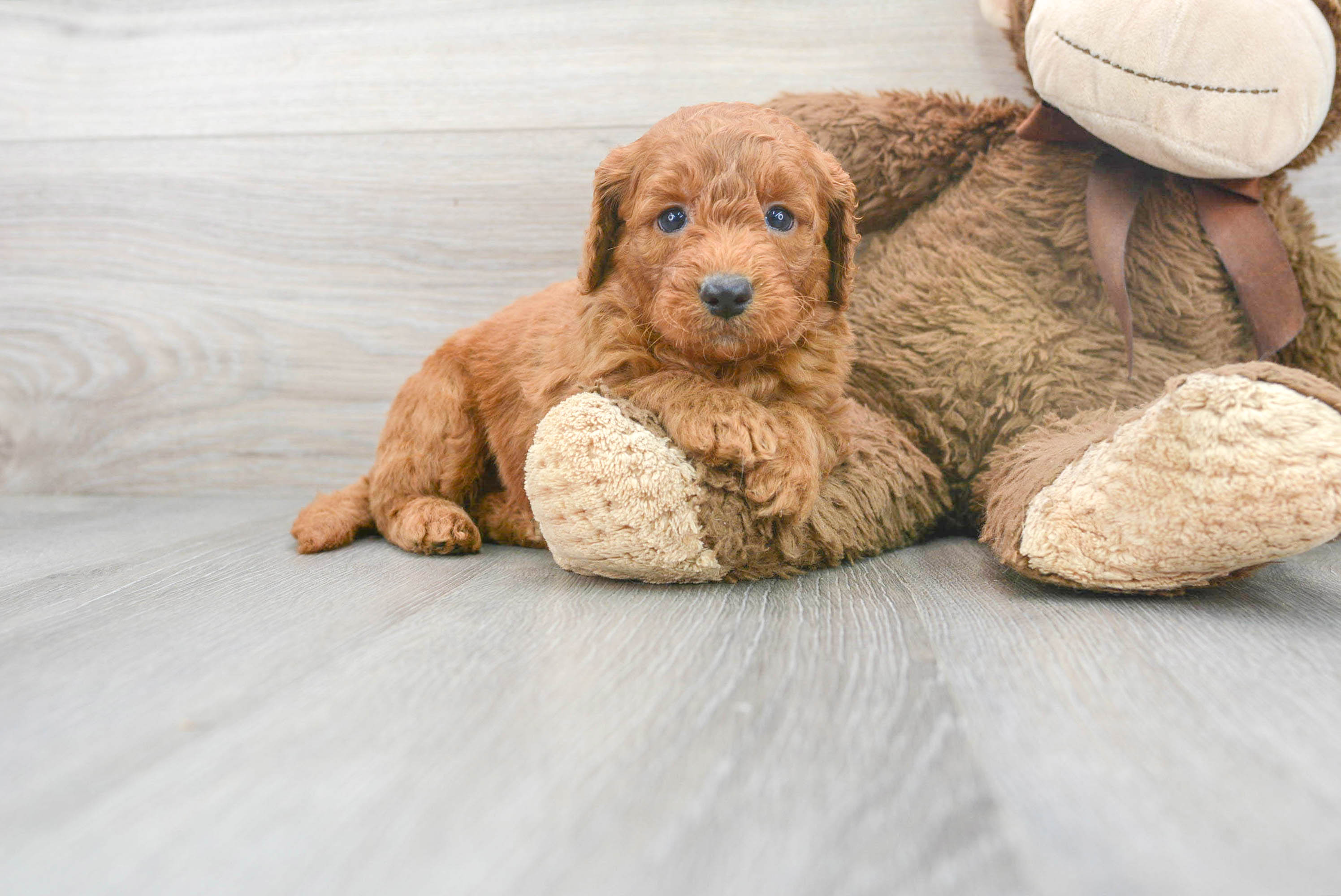 Baby labradoodle shops puppies