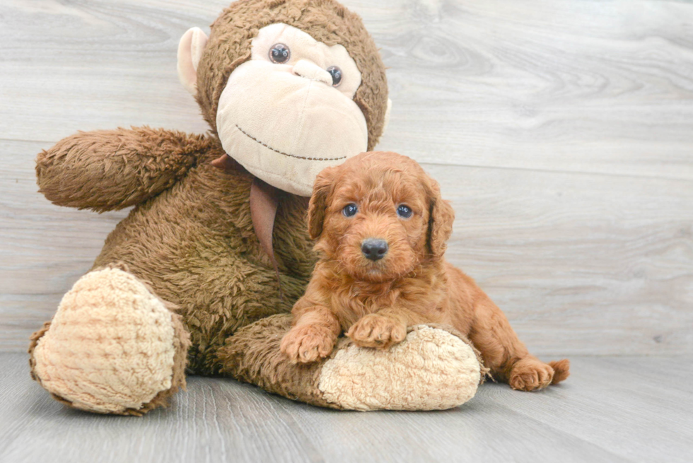 Mini Labradoodle Puppy for Adoption