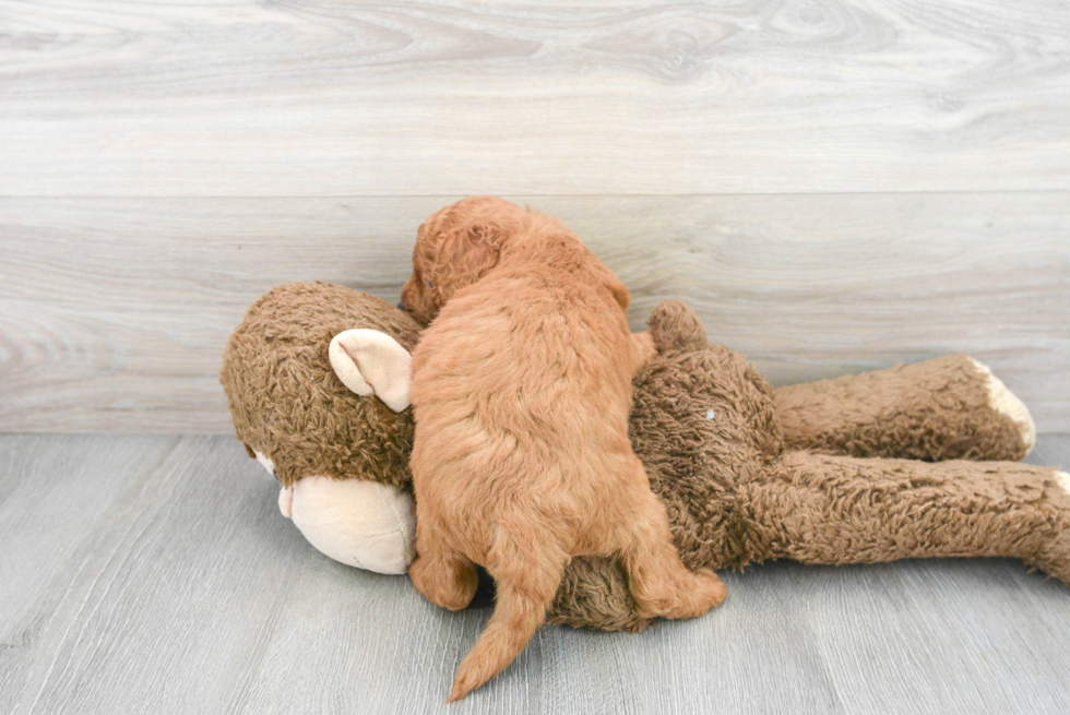 Mini Labradoodle Pup Being Cute