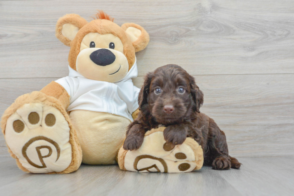 Mini Labradoodle Puppy for Adoption