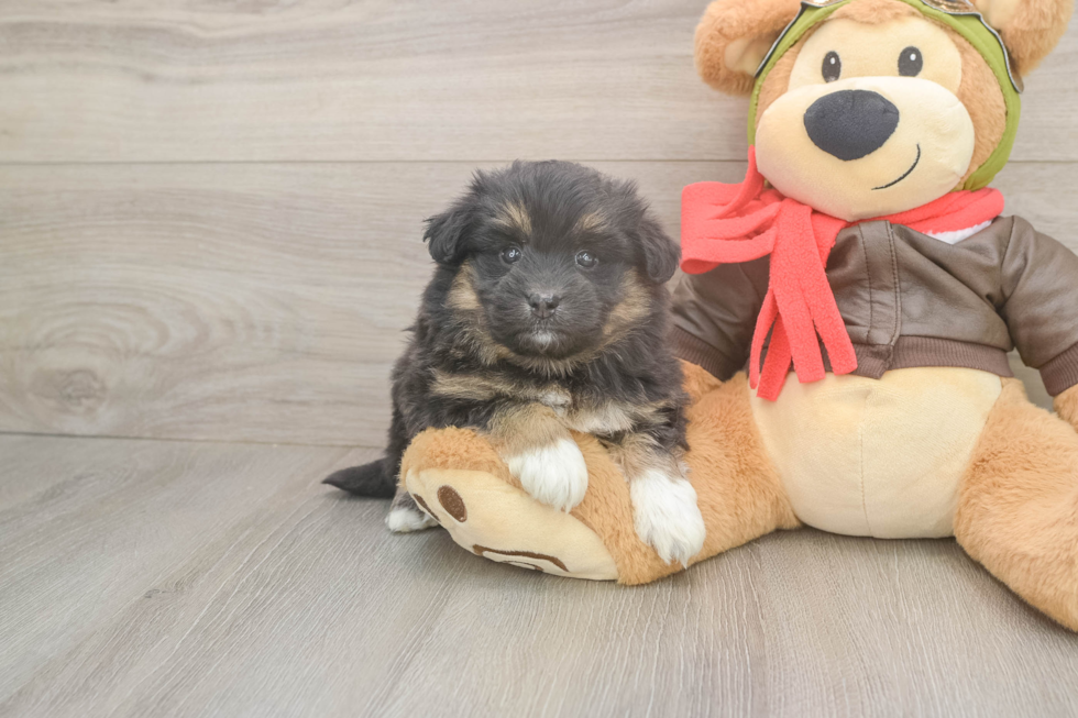 Mini Pomskydoodle Pup Being Cute