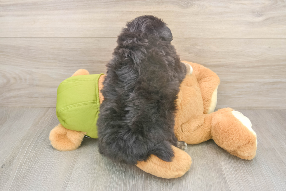 Mini Pomskydoodle Pup Being Cute