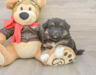 5 week old Mini Pomskydoodle Puppy For Sale - Simply Southern Pups