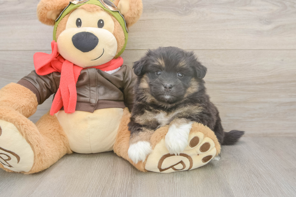 Cute Mini Pomskydoodle Baby