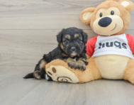 5 week old Mini Pomskydoodle Puppy For Sale - Simply Southern Pups