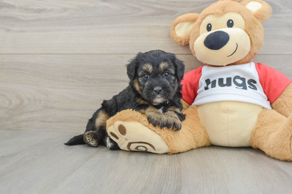 5 week old Mini Pomskydoodle Puppy For Sale - Simply Southern Pups
