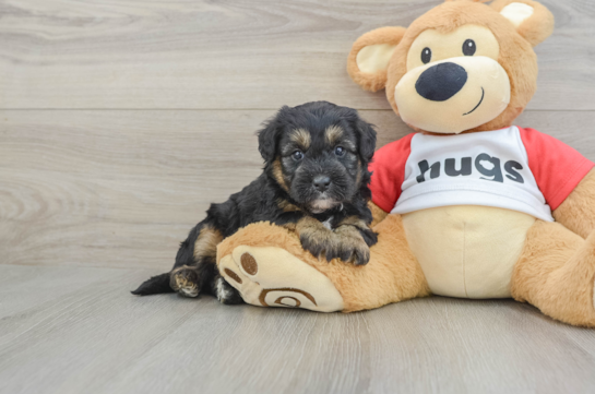Adorable Mini Pomskydoodle Poodle Mix Puppy