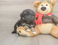 5 week old Mini Pomskydoodle Puppy For Sale - Simply Southern Pups