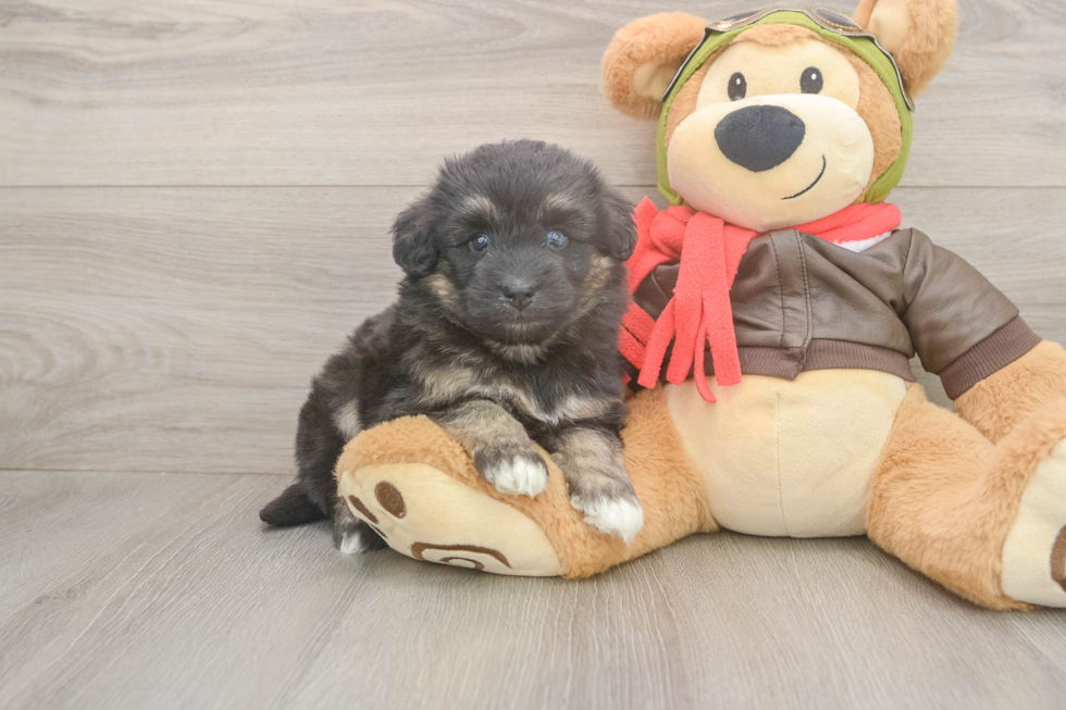 Mini Pomskydoodle Pup Being Cute