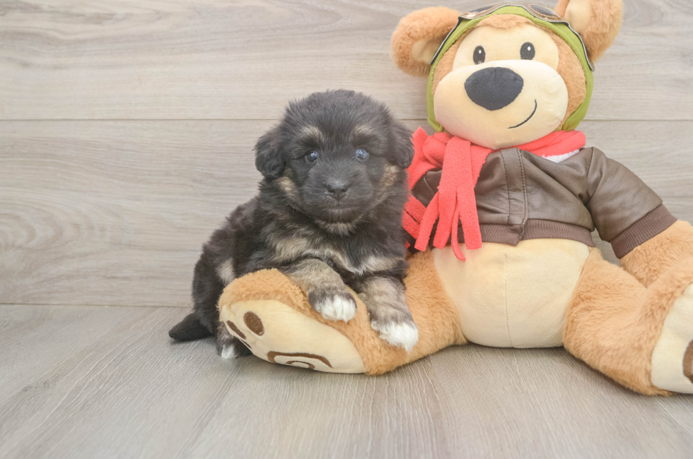 5 week old Mini Pomskydoodle Puppy For Sale - Simply Southern Pups
