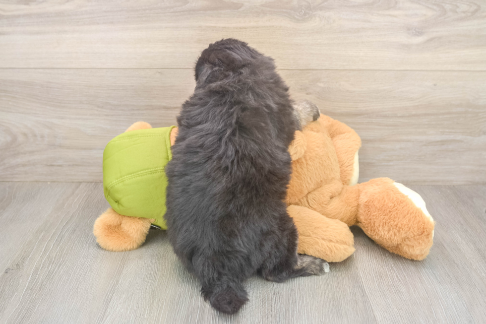 Mini Pomskydoodle Pup Being Cute