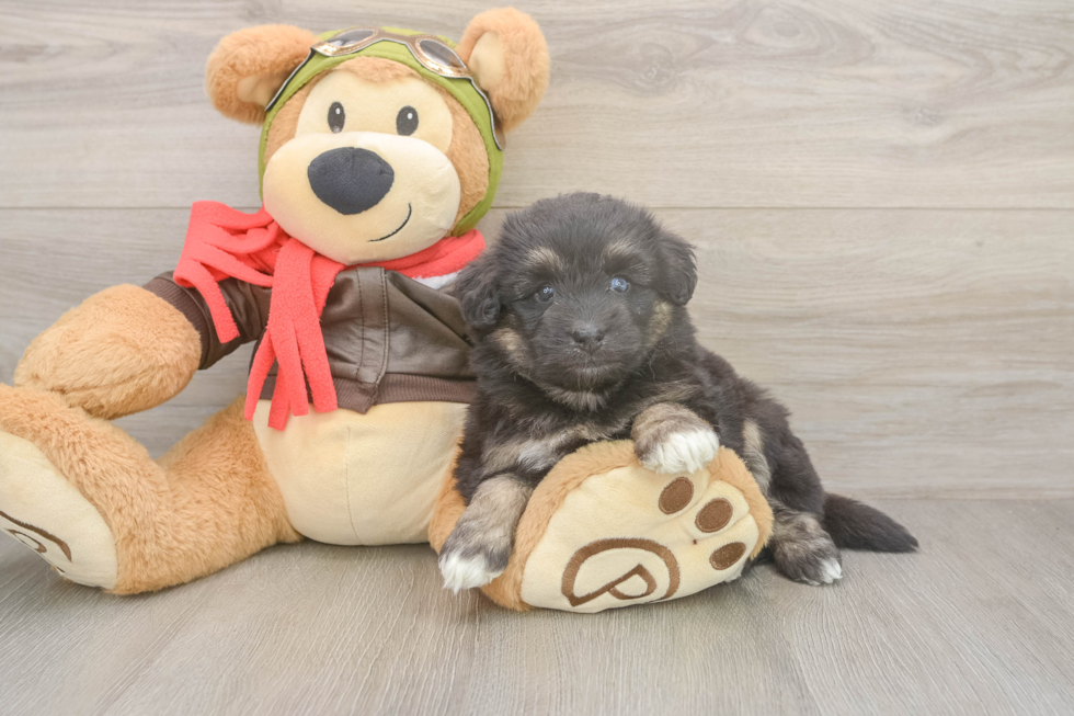 Smart Mini Pomskydoodle Poodle Mix Pup