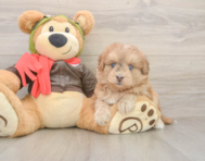 5 week old Mini Pomskydoodle Puppy For Sale - Simply Southern Pups