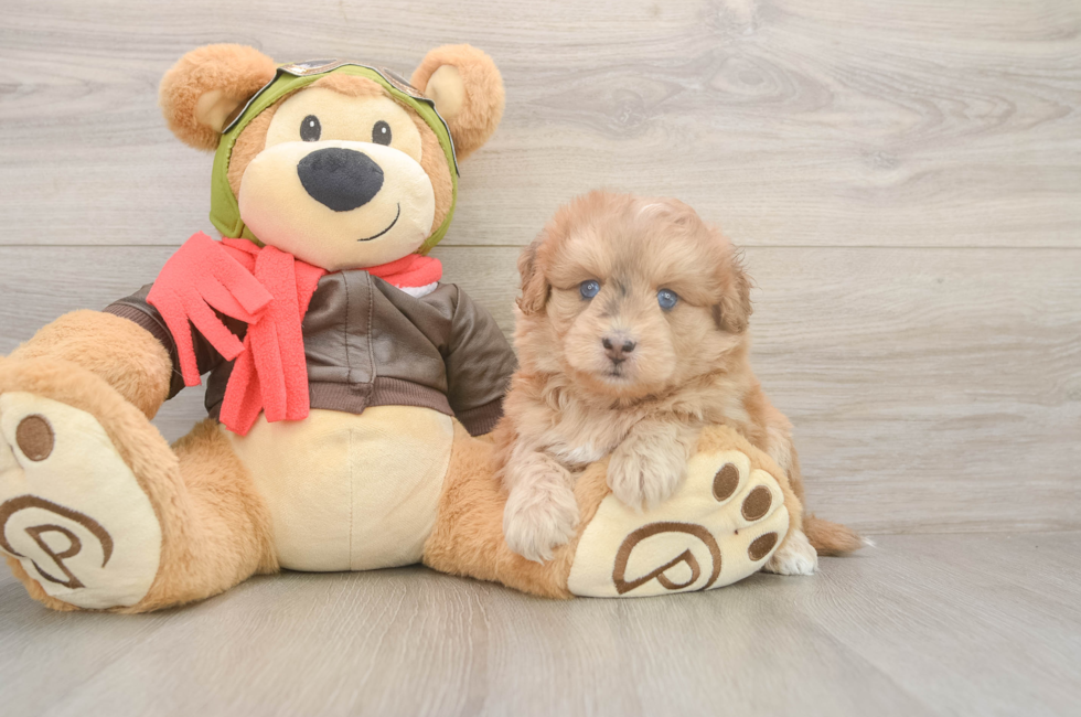 5 week old Mini Pomskydoodle Puppy For Sale - Simply Southern Pups