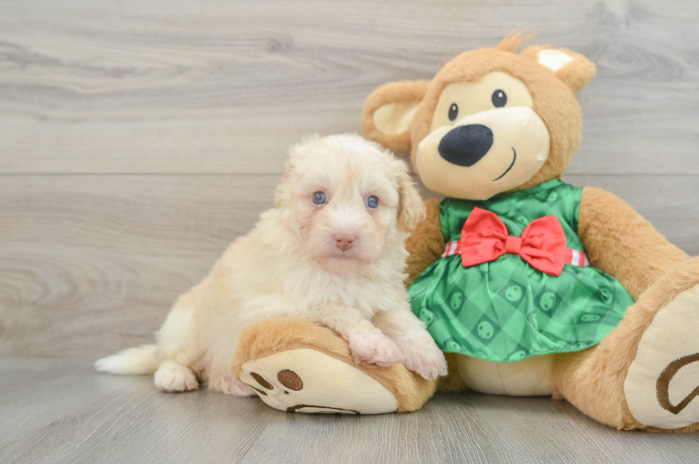 6 week old Mini Pomskydoodle Puppy For Sale - Simply Southern Pups