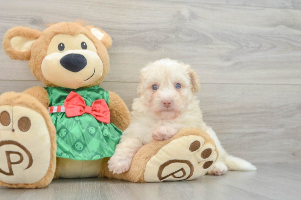 Playful Mini Pomskydoodle Poodle Mix Puppy