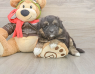 5 week old Mini Pomskydoodle Puppy For Sale - Simply Southern Pups