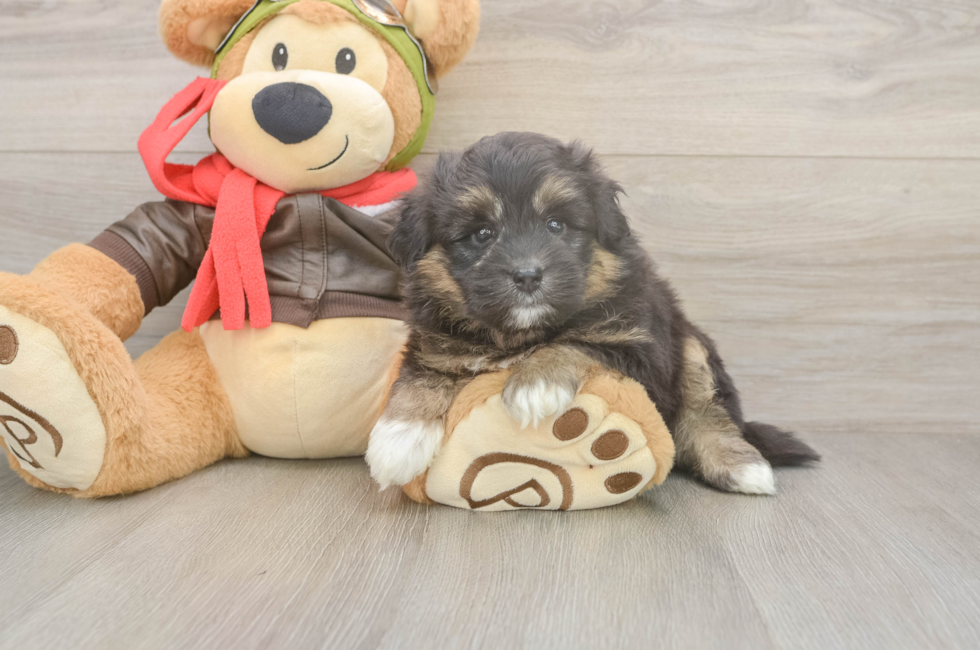5 week old Mini Pomskydoodle Puppy For Sale - Simply Southern Pups