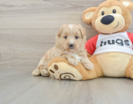 5 week old Mini Pomskydoodle Puppy For Sale - Simply Southern Pups