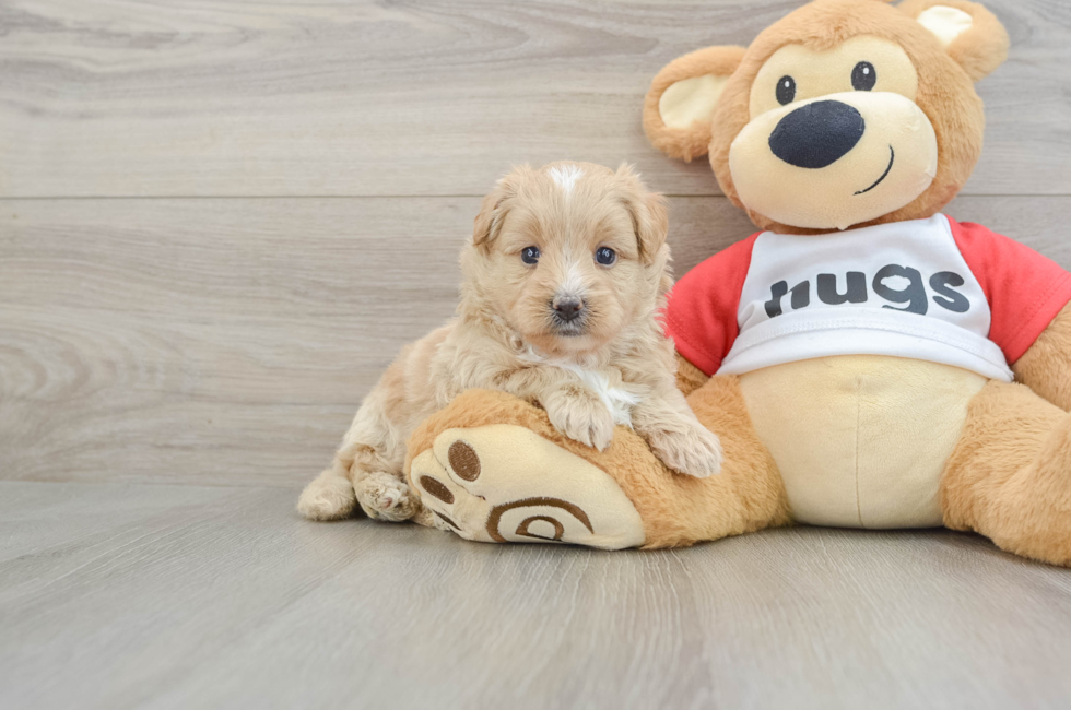 5 week old Mini Pomskydoodle Puppy For Sale - Simply Southern Pups