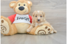 Mini Pomskydoodle Puppy for Adoption