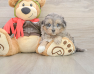 5 week old Mini Pomskydoodle Puppy For Sale - Simply Southern Pups