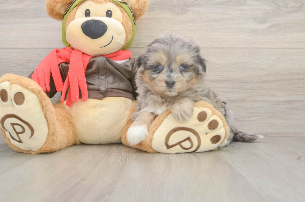 5 week old Mini Pomskydoodle Puppy For Sale - Simply Southern Pups