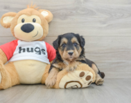 5 week old Mini Pomskydoodle Puppy For Sale - Simply Southern Pups