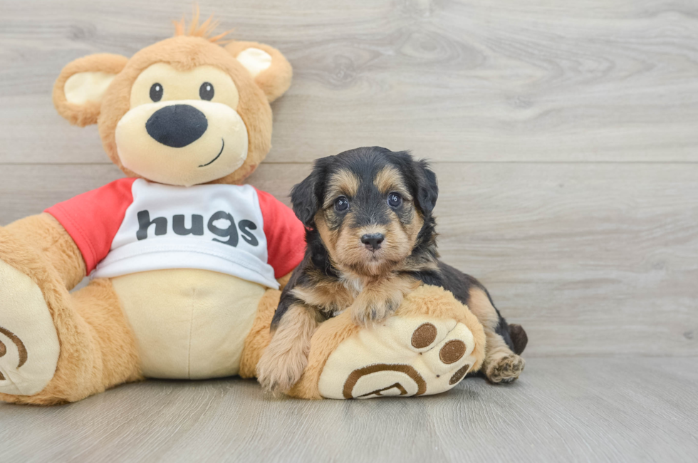5 week old Mini Pomskydoodle Puppy For Sale - Simply Southern Pups