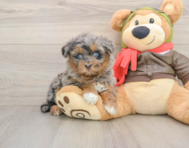 7 week old Mini Pomskydoodle Puppy For Sale - Simply Southern Pups