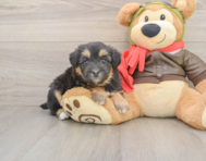 8 week old Mini Pomskydoodle Puppy For Sale - Simply Southern Pups