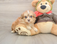 5 week old Mini Pomskydoodle Puppy For Sale - Simply Southern Pups